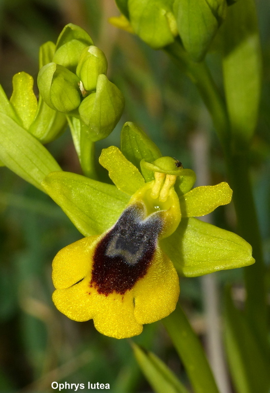 Andalusia: le orchidee e Grandi Pietre  marzo-aprile 2023.